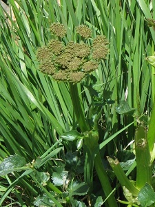 Angelica spp.